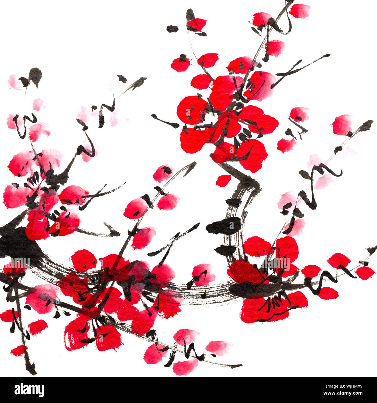 Peinture chinoise, fleurs de prunier, sur fond blanc. Banque D'Images