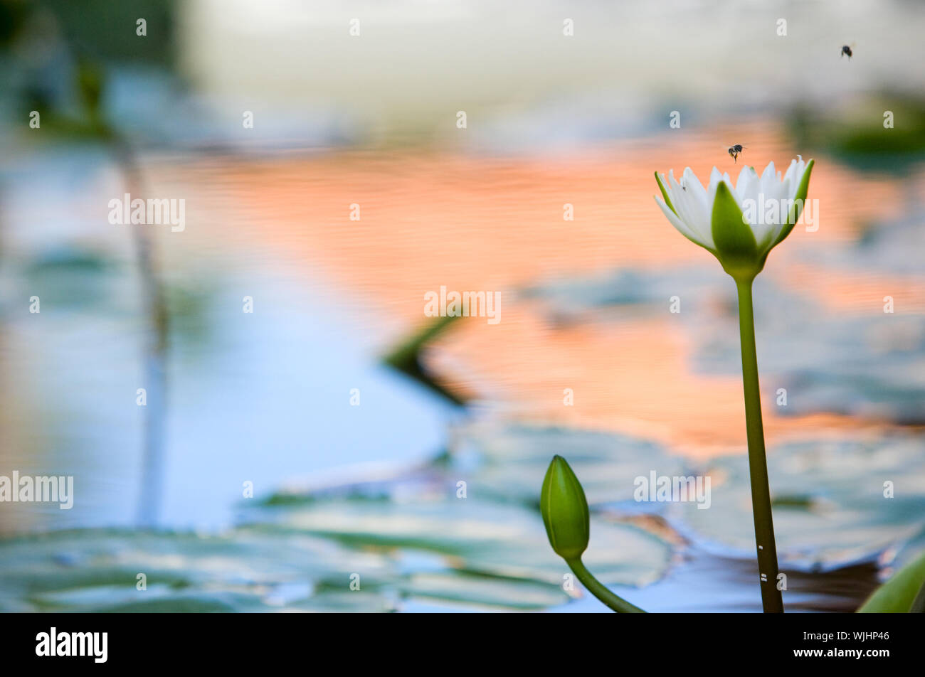 Belle fleur de lotus dans l'étang blanc Banque D'Images
