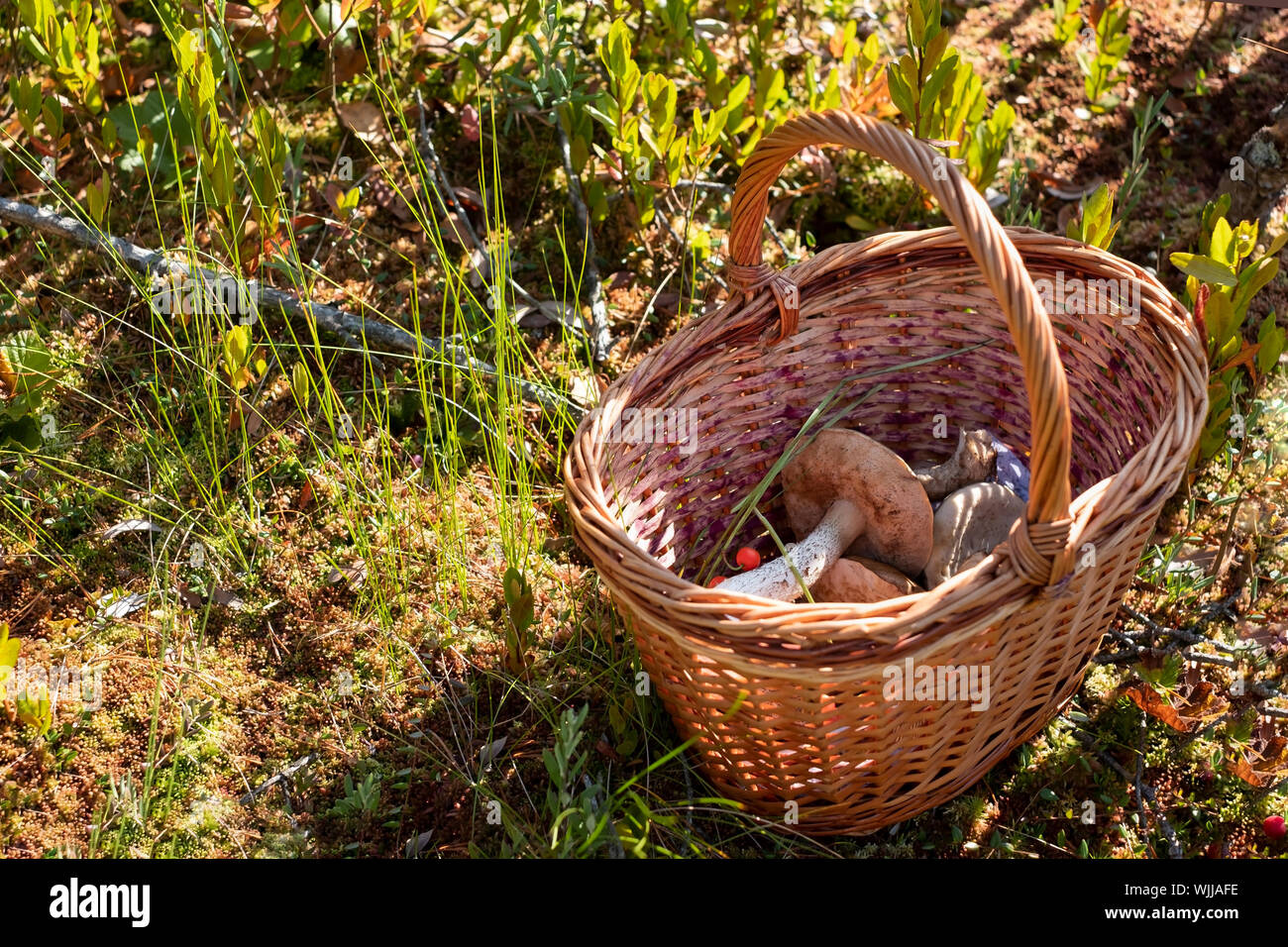 Busket avec champignons sauvages dans la forêt. Bolets et d'autres types de champignons comestibles sur sunny day Banque D'Images