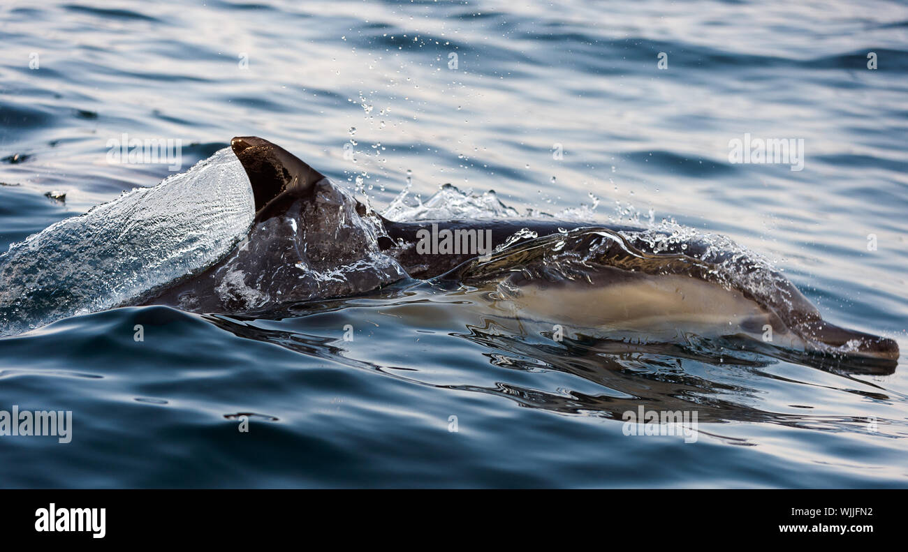 Le dauphin revient de l'eau. Le dauphin commun à long bec (nom scientifique : Delphinus capensis) Nager dans l'océan atlantique. Banque D'Images