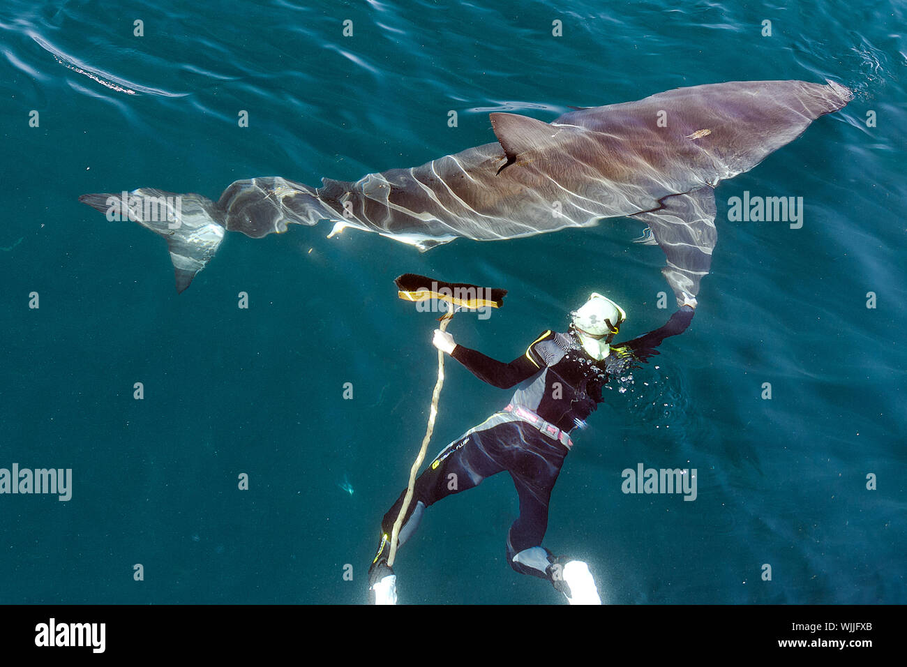 L'homme et Grand requin blanc. Le nageur avec une vadrouille à proximité  d'un grand requin blanc Photo Stock - Alamy