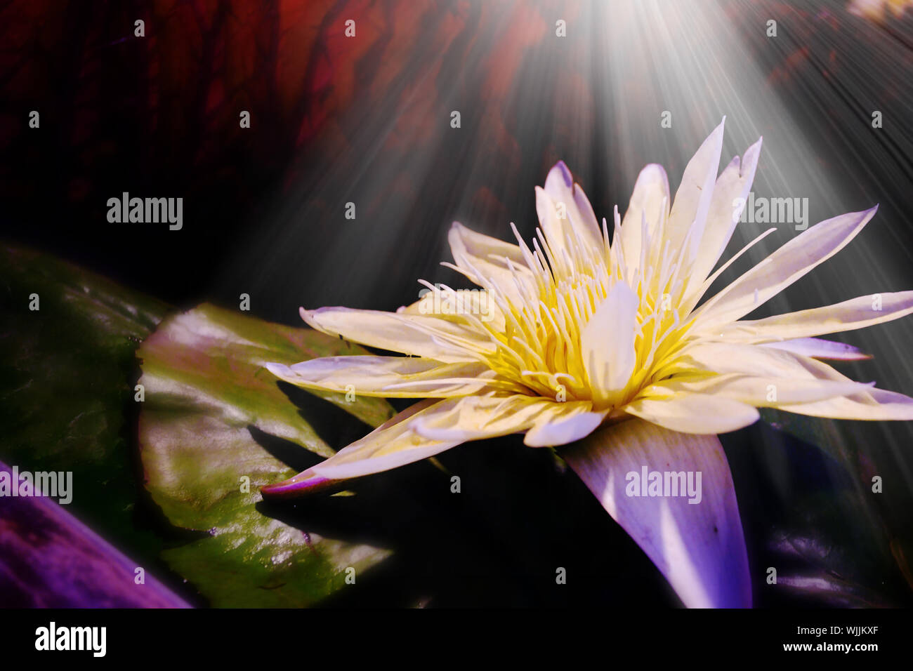 Lotus blanc qui fleurit dans le faisceau de lumière bathwith Banque D'Images