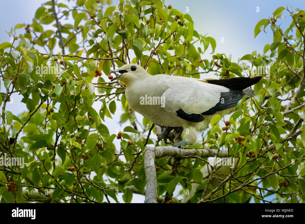 Pied Imperial-Pigeon - Ducula bicolor est grand, pied pigeon, trouvés dans les forêts, les forêts, les mangroves, les plantations et frotter en Asie du sud-est, à partir de la Myanma Banque D'Images