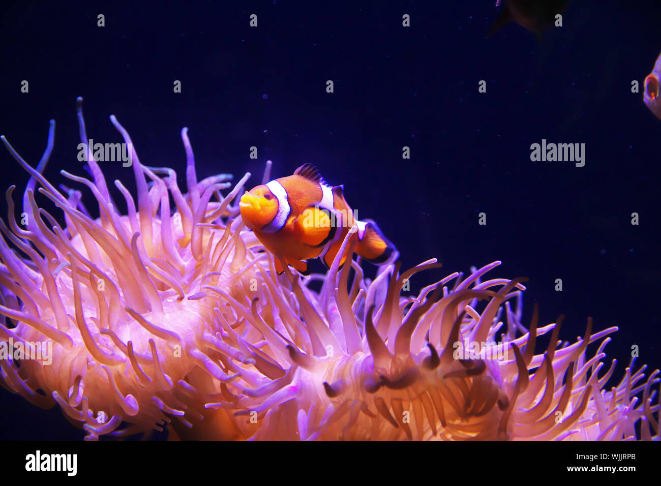 Des poissons clown dans l'aquarium de Sydney, Australie Banque D'Images