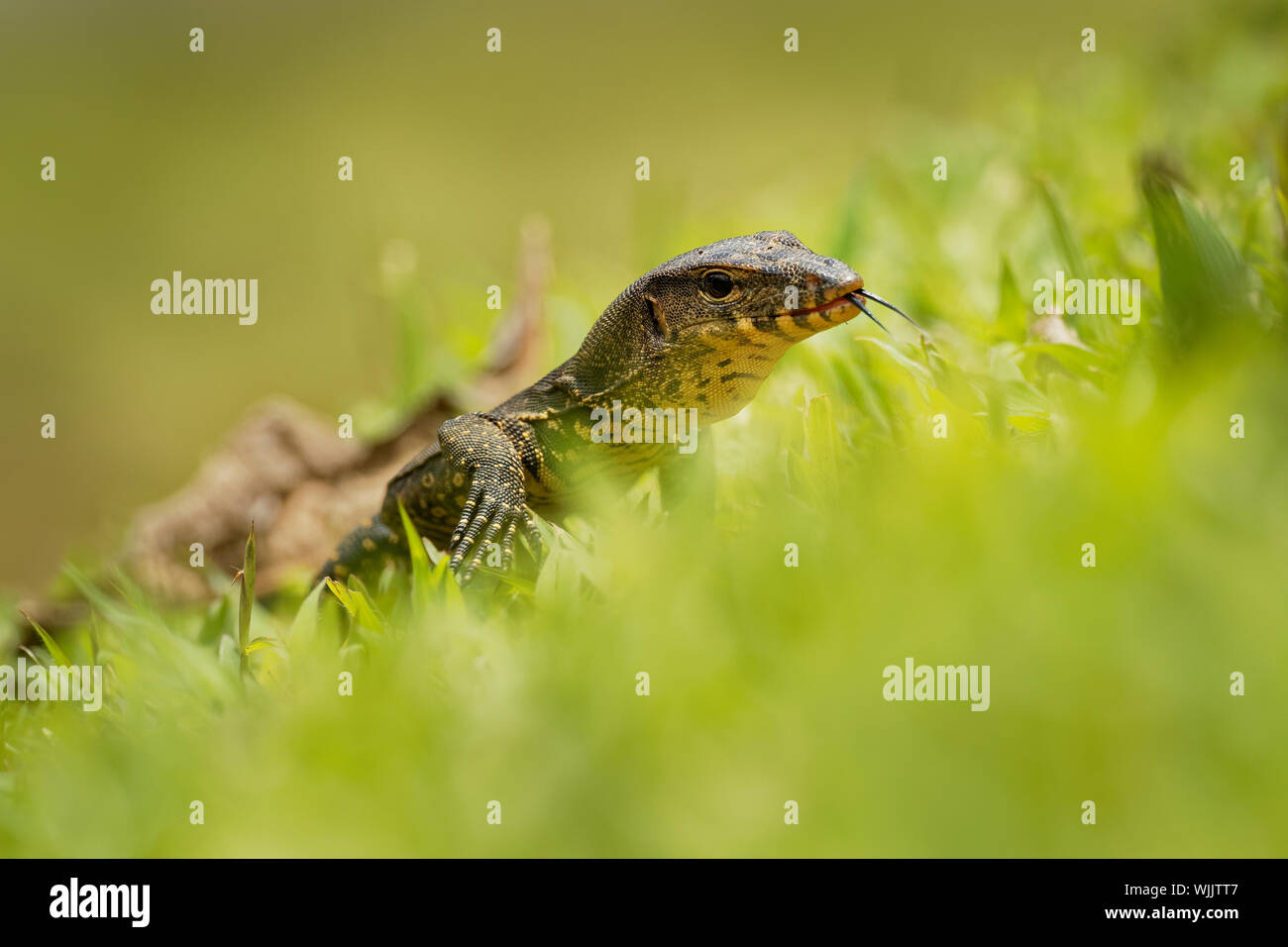 - Contrôle de l'eau Asie Varanus salvator aussi contrôle de l'eau commune, grand lézard varanid originaire d'Asie du Sud et du sud-est (kabaragoya, deux bandes de moni Banque D'Images