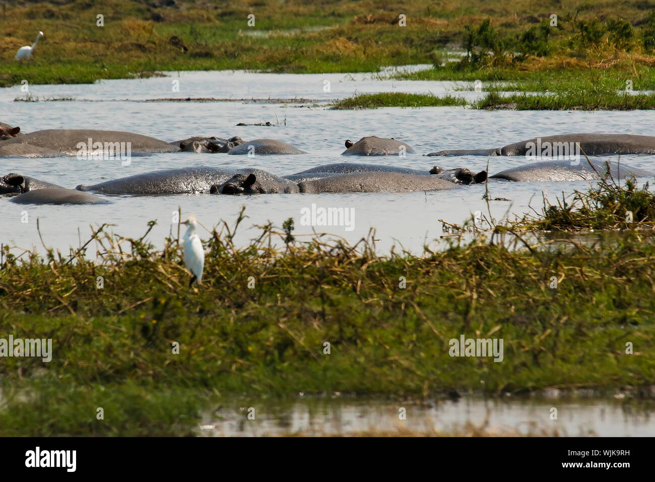 L'hippopotame commun (Hippopotamus amphibius), Busanga Plains. Kafue National Park. La Zambie Banque D'Images