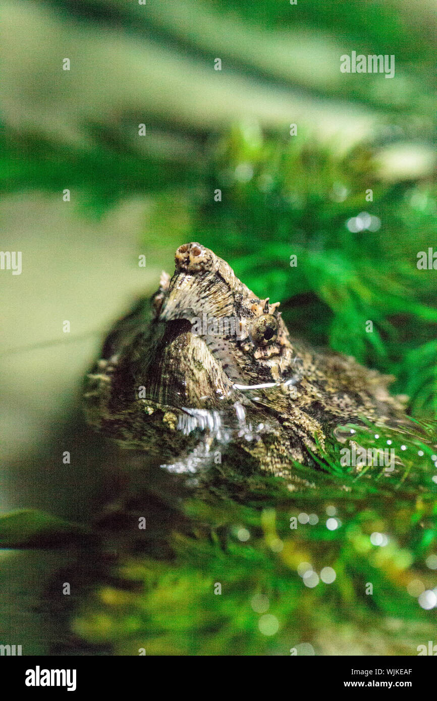 Tortue Alligator Macrochelys temminckii pairs grâce à des plantes vertes couvrant un étang à Sarasota, Floride. Banque D'Images