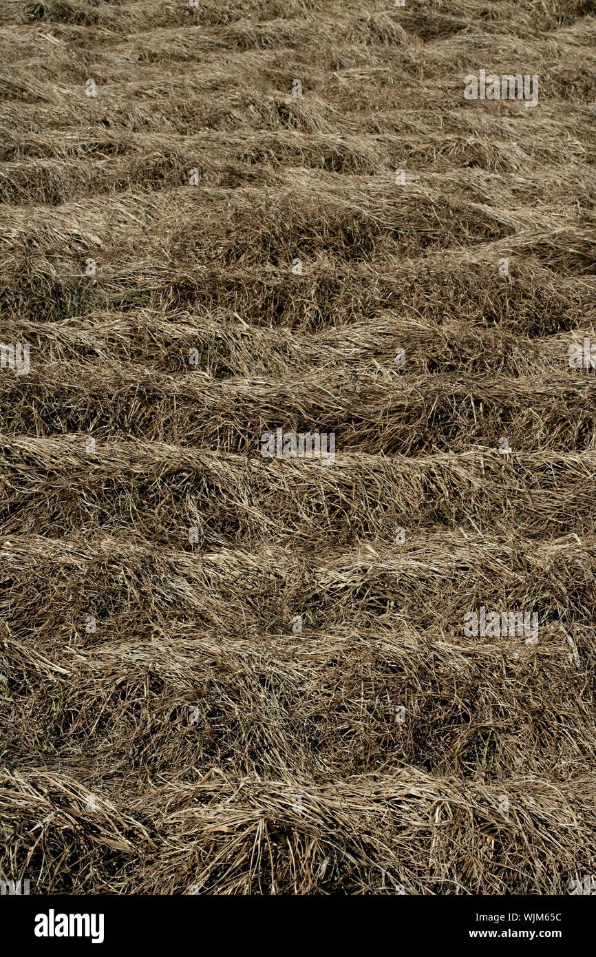 Terrain sec, est mort brown plantes dans un temps de jachère Banque D'Images Terrain sec, est mort brown plantes dans un temps de jachère Banque D'Images