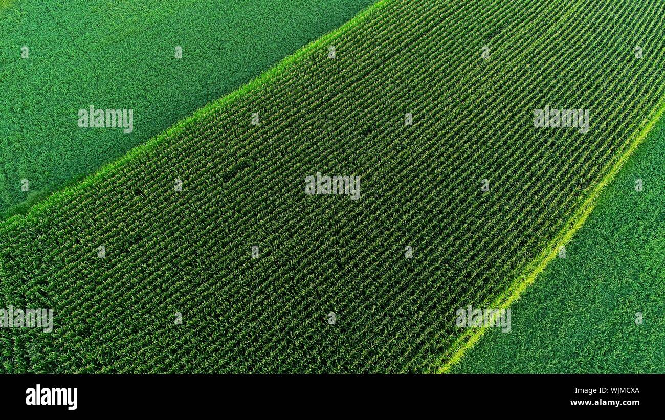 Les champs de maïs et profilée du foin de luzerne graminées sur les terres agricoles pour aider à prévenir l'érosion des sols, à la ferme à l'extérieur de Monroe, Wisconsin, États-Unis Banque D'Images