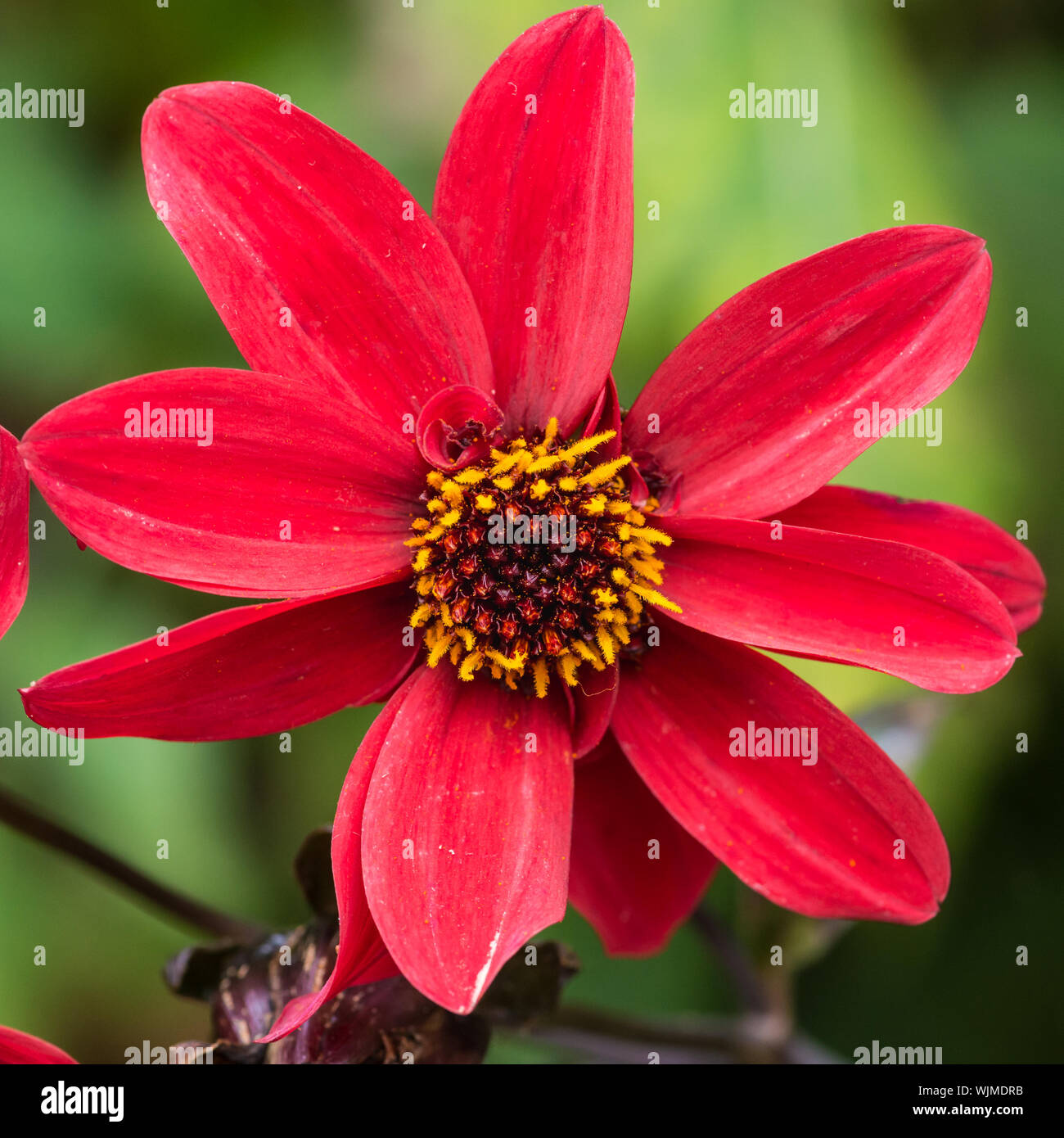 Un plan macro sur un évêque de llandaff dahlia rouge Banque D'Images