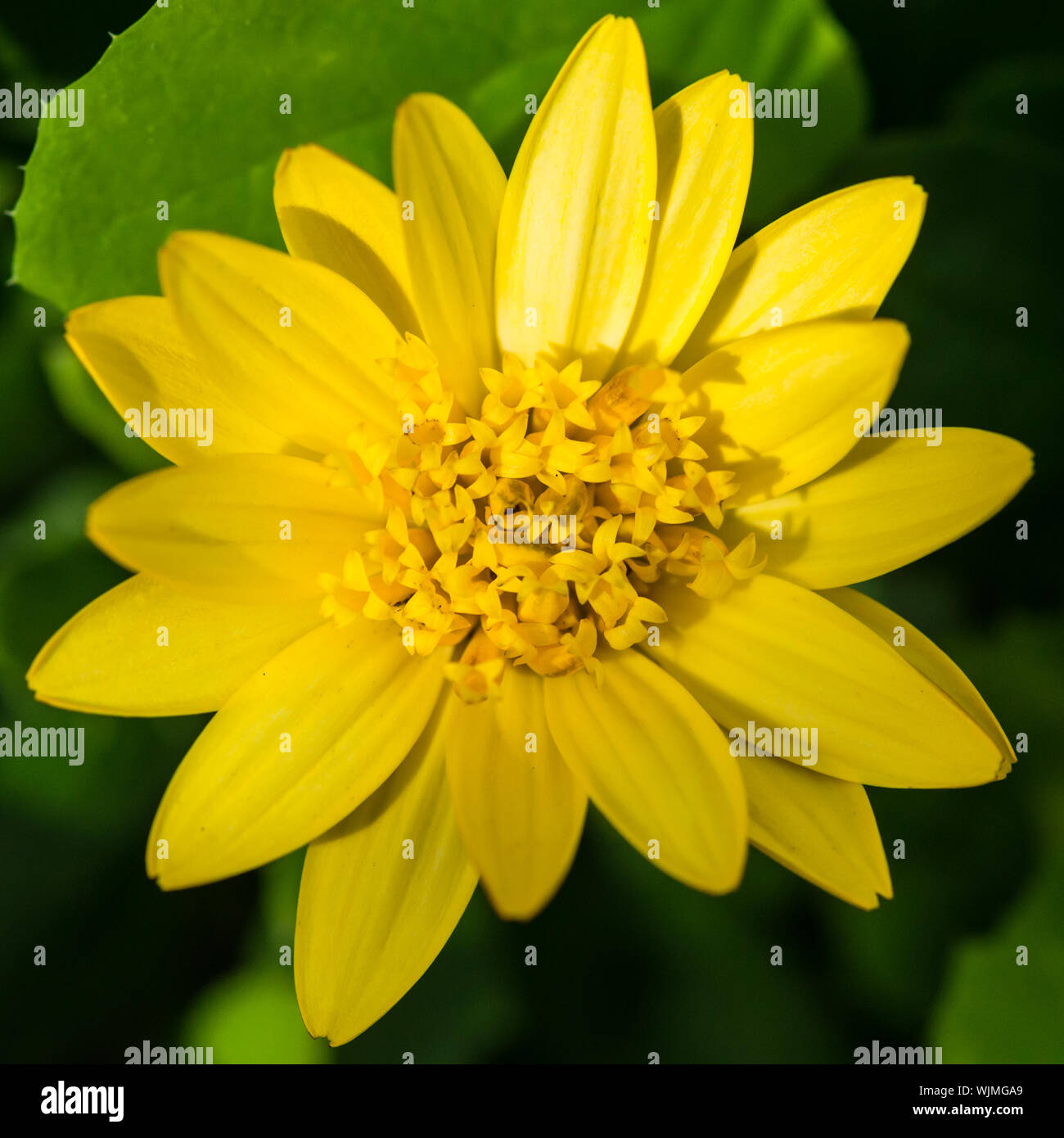 Une macro shot of an African daisy bloom. Banque D'Images