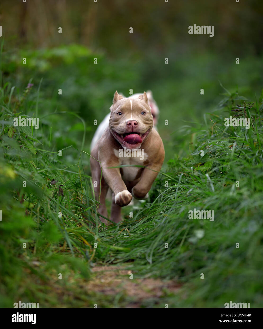 American bully chien qui court sur la pelouse de l'herbe verte Banque D'Images
