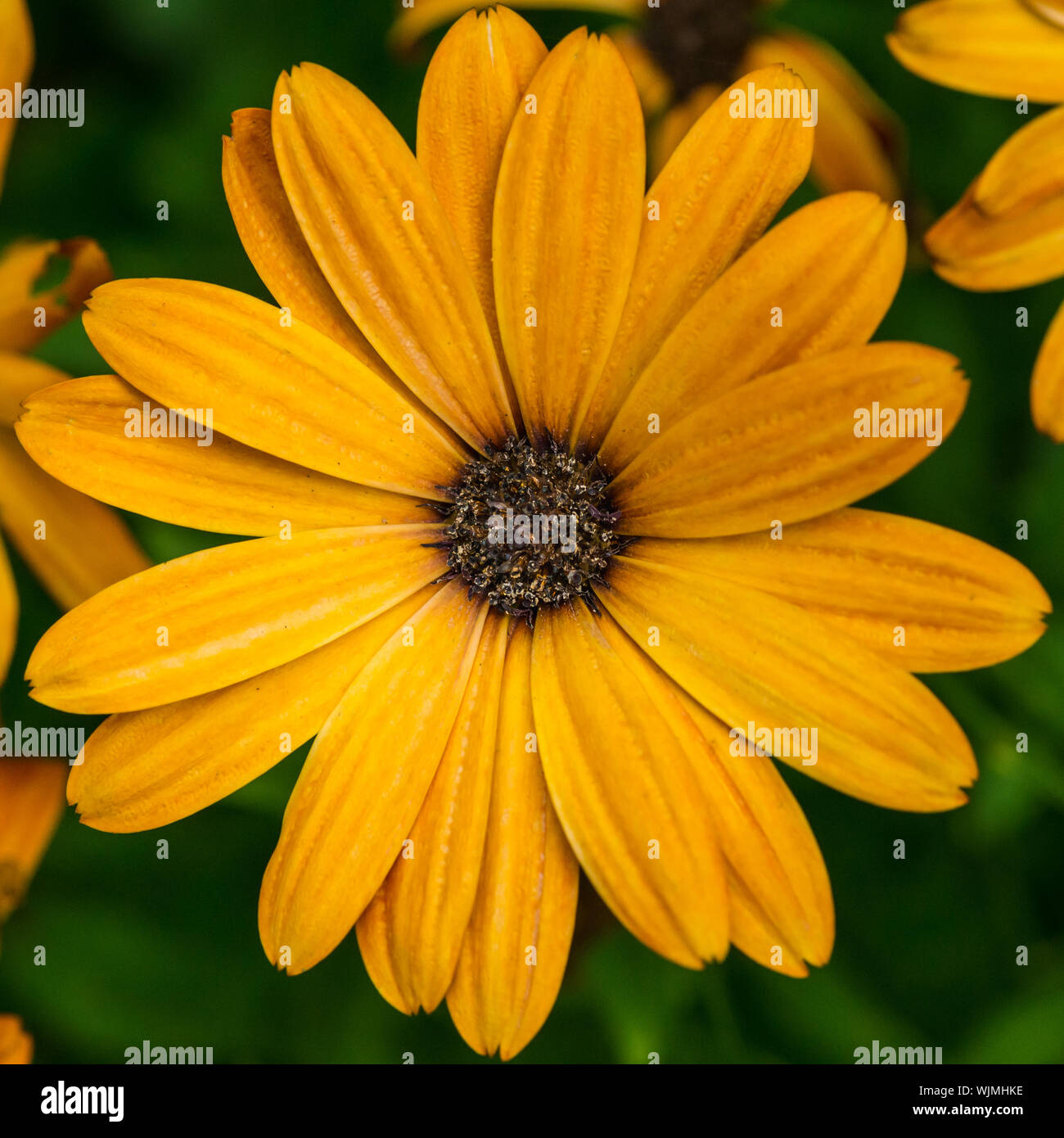 Un plan macro sur une orange osteospermum bloom. Banque D'Images
