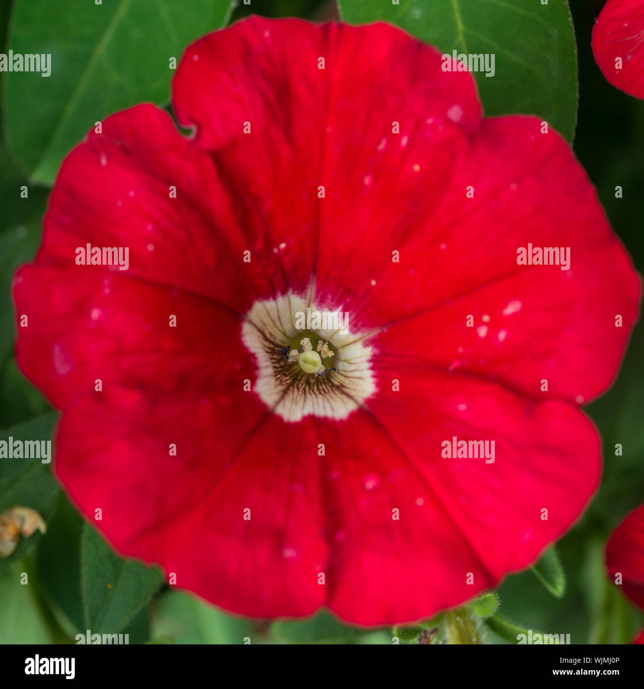 Un plan macro sur une fleur rouge pétunia. Banque D'Images