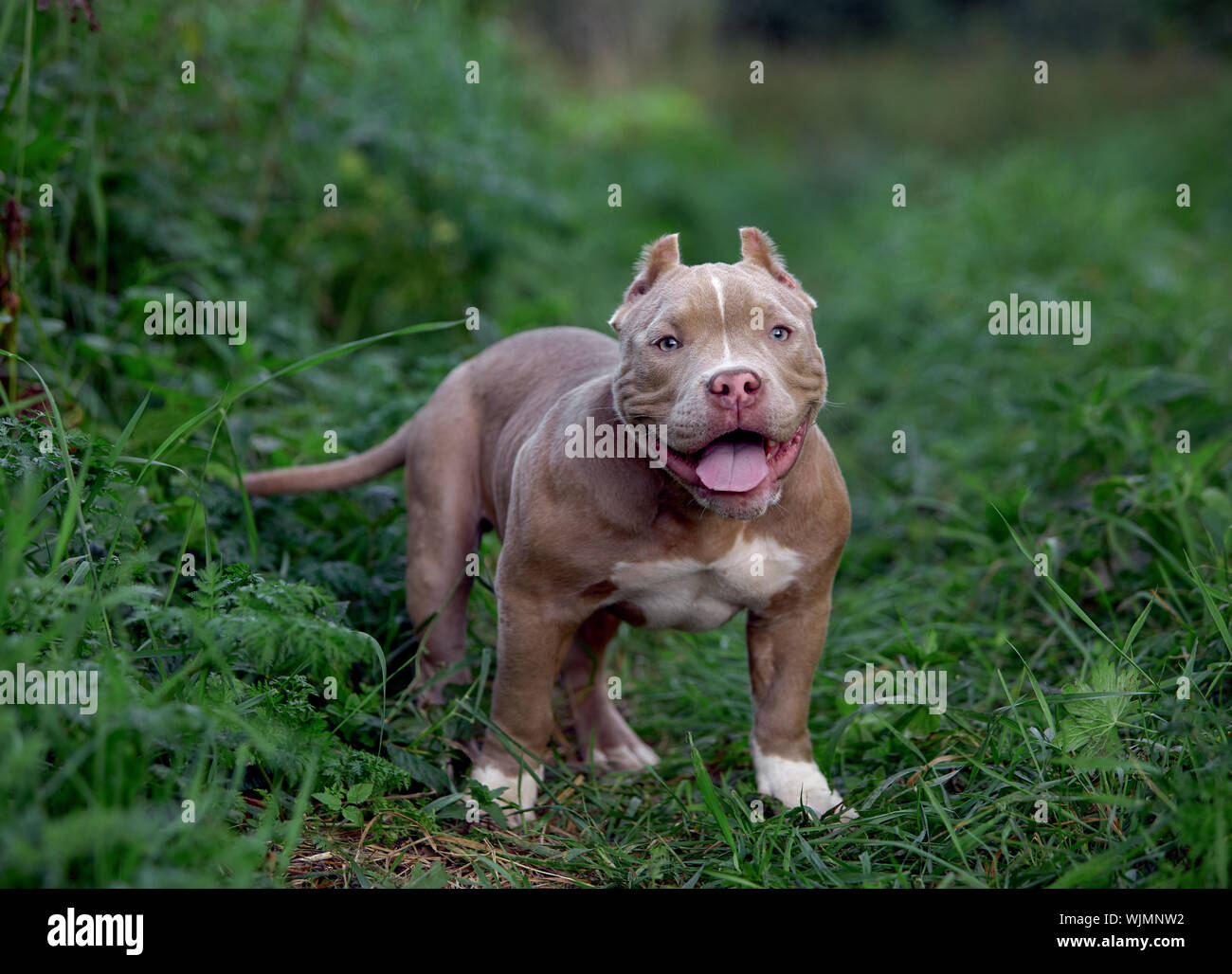American bully chien qui court sur la pelouse de l'herbe verte Banque D'Images