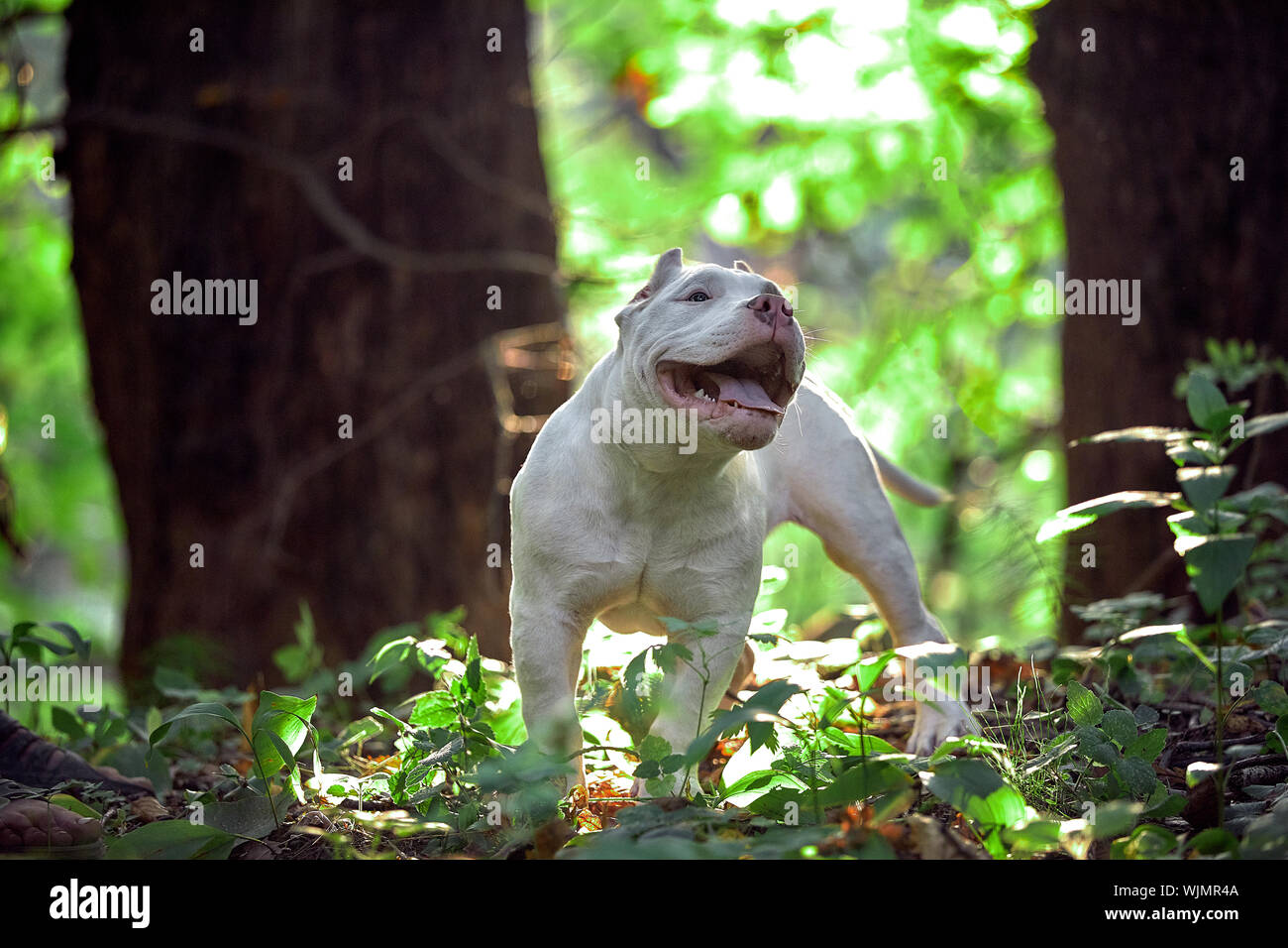 Beau chiot American bull dans le parc, copy space Banque D'Images