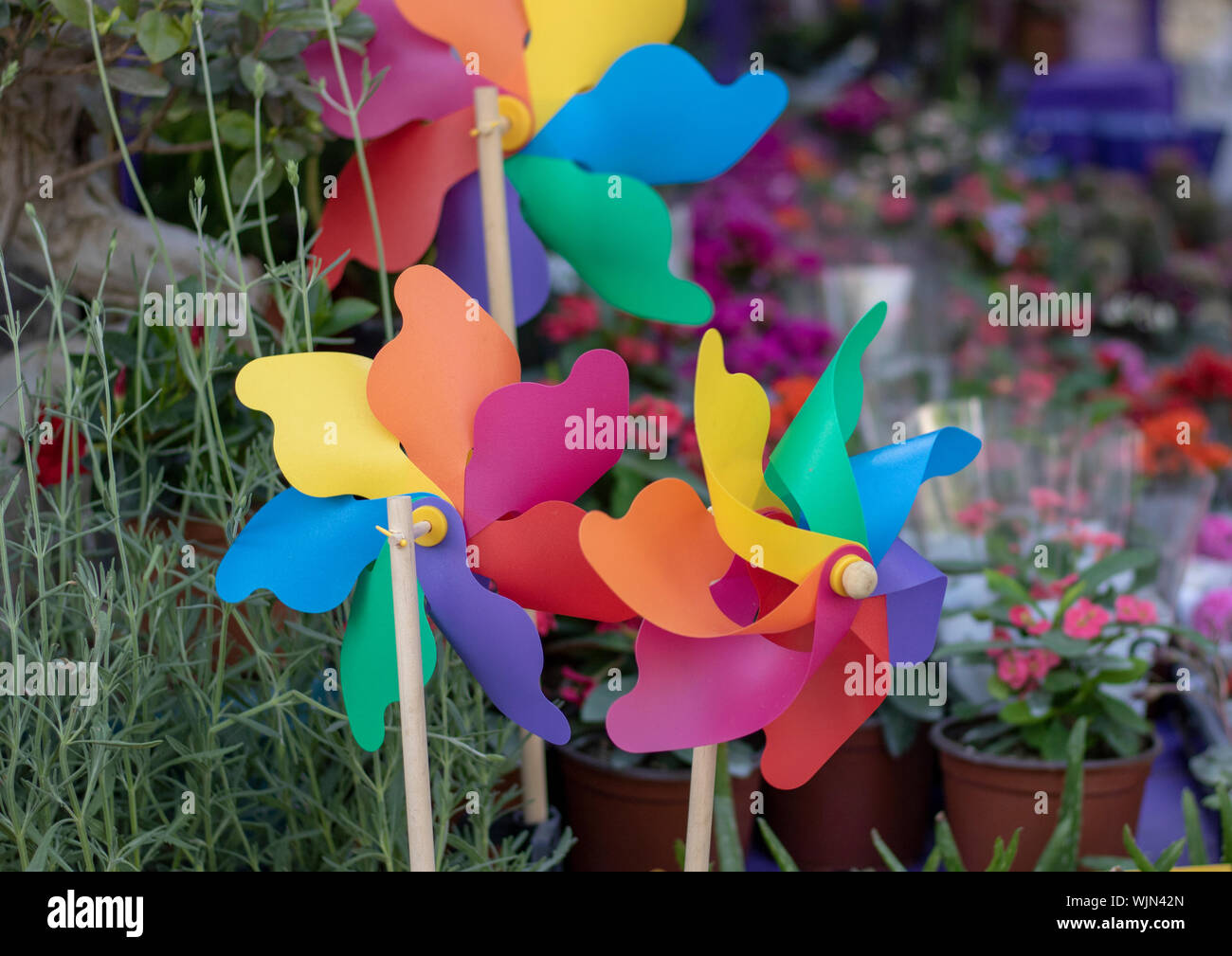 De couleur rose des vents. Close-up. arrière-plan flou Banque D'Images