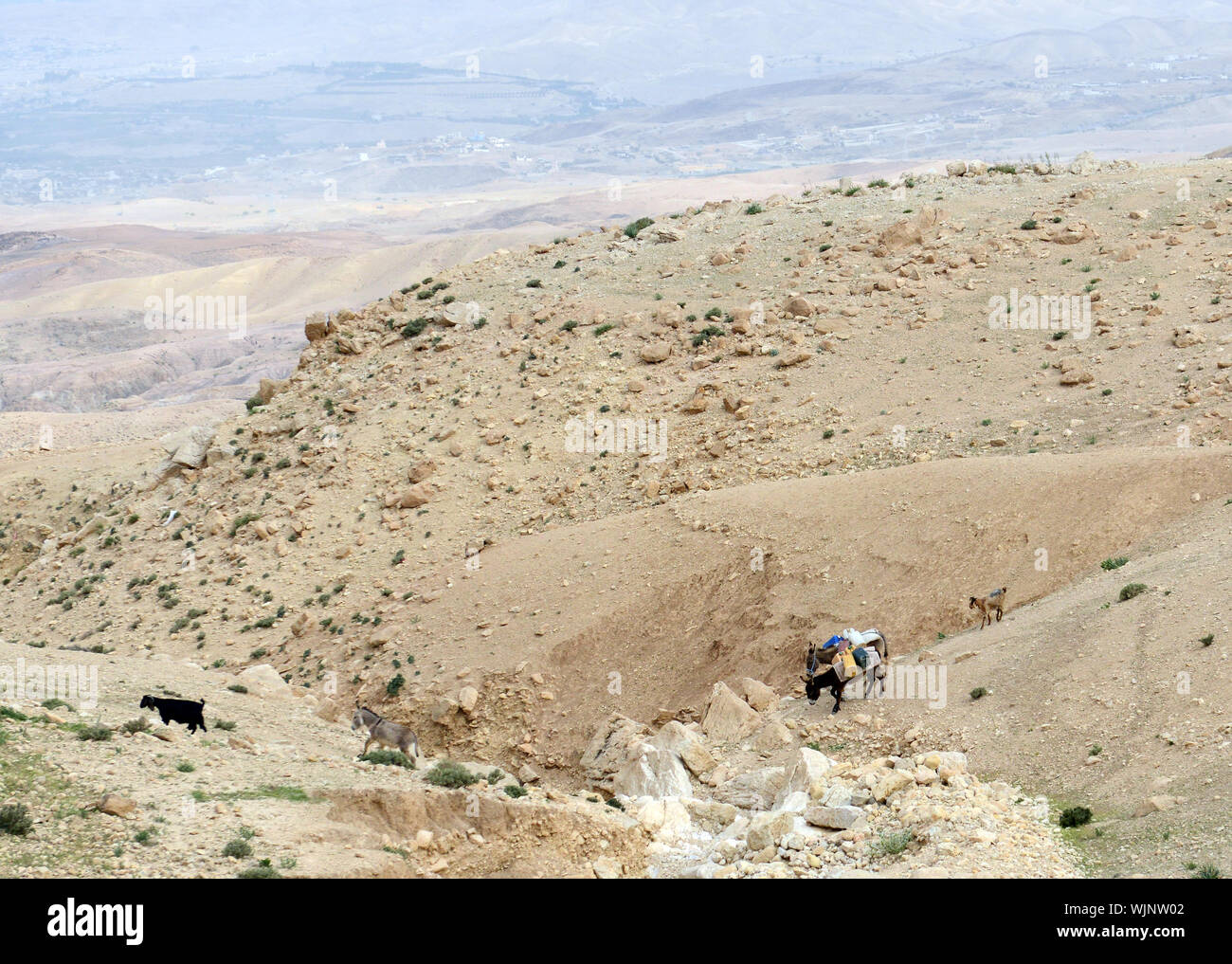 Des bédouins dans le désert près de la mer Morte en Jordanie. Banque D'Images