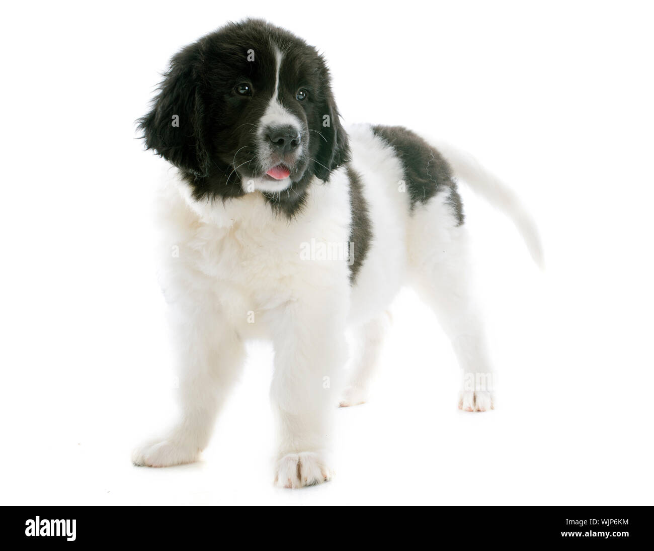 Chiot de race landseer in front of white background Banque D'Images