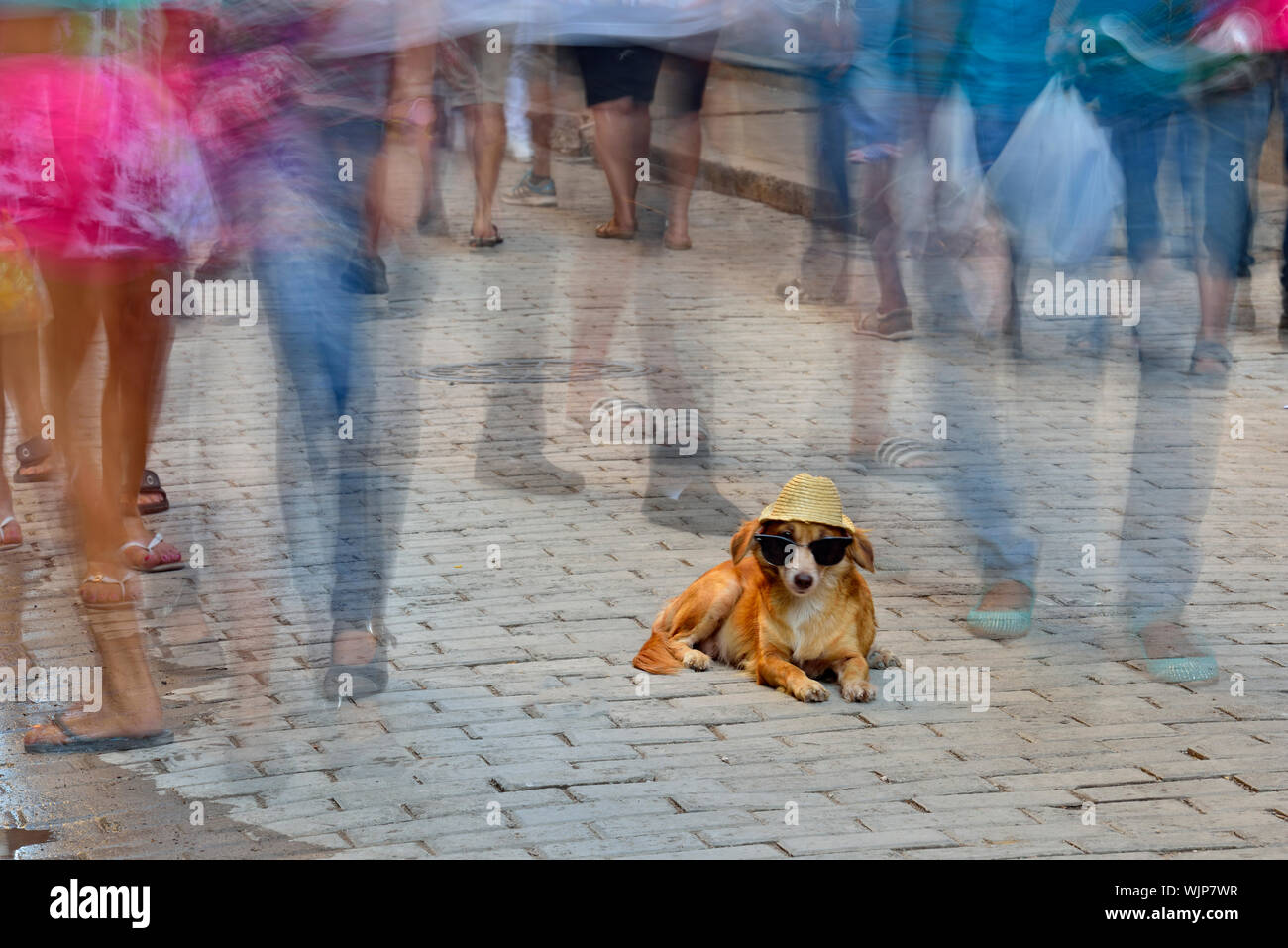 La photographie de rue dans la vieille Havane- chien dressé sur la promenade Obispo avec les piétons, La Habana (La Havane), La Havane, Cuba Banque D'Images