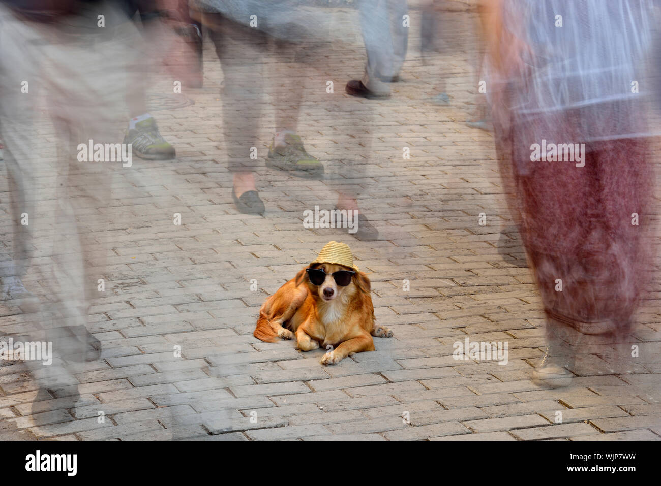 La photographie de rue dans la vieille Havane- chien dressé sur la promenade Obispo avec les piétons, La Habana (La Havane), La Havane, Cuba Banque D'Images