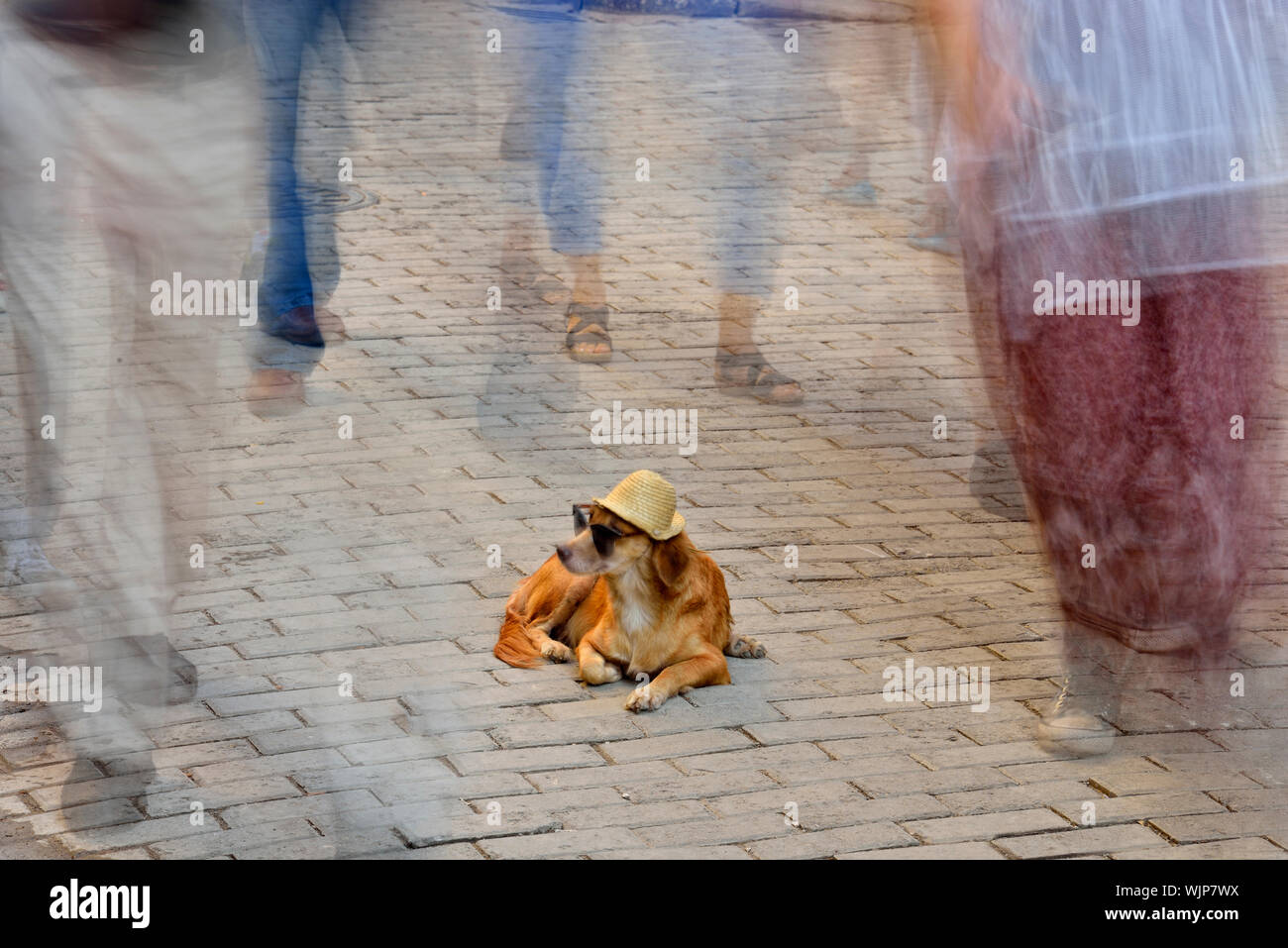 La photographie de rue dans la vieille Havane- chien dressé sur la promenade Obispo avec les piétons, La Habana (La Havane), La Havane, Cuba Banque D'Images