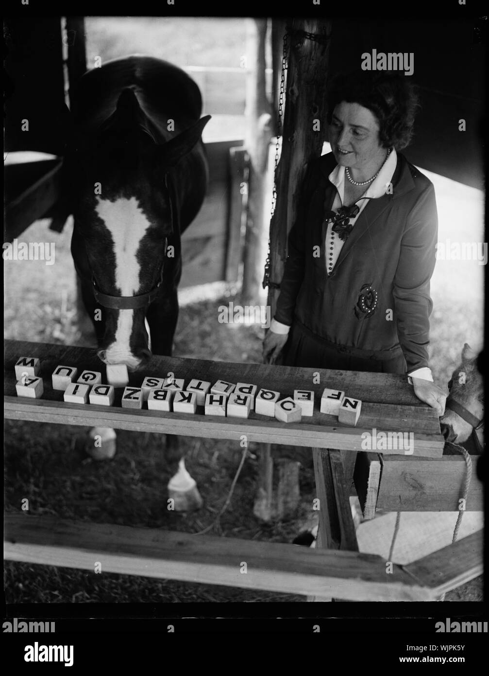 Cheval et femme avec blocs de lettre Banque D'Images