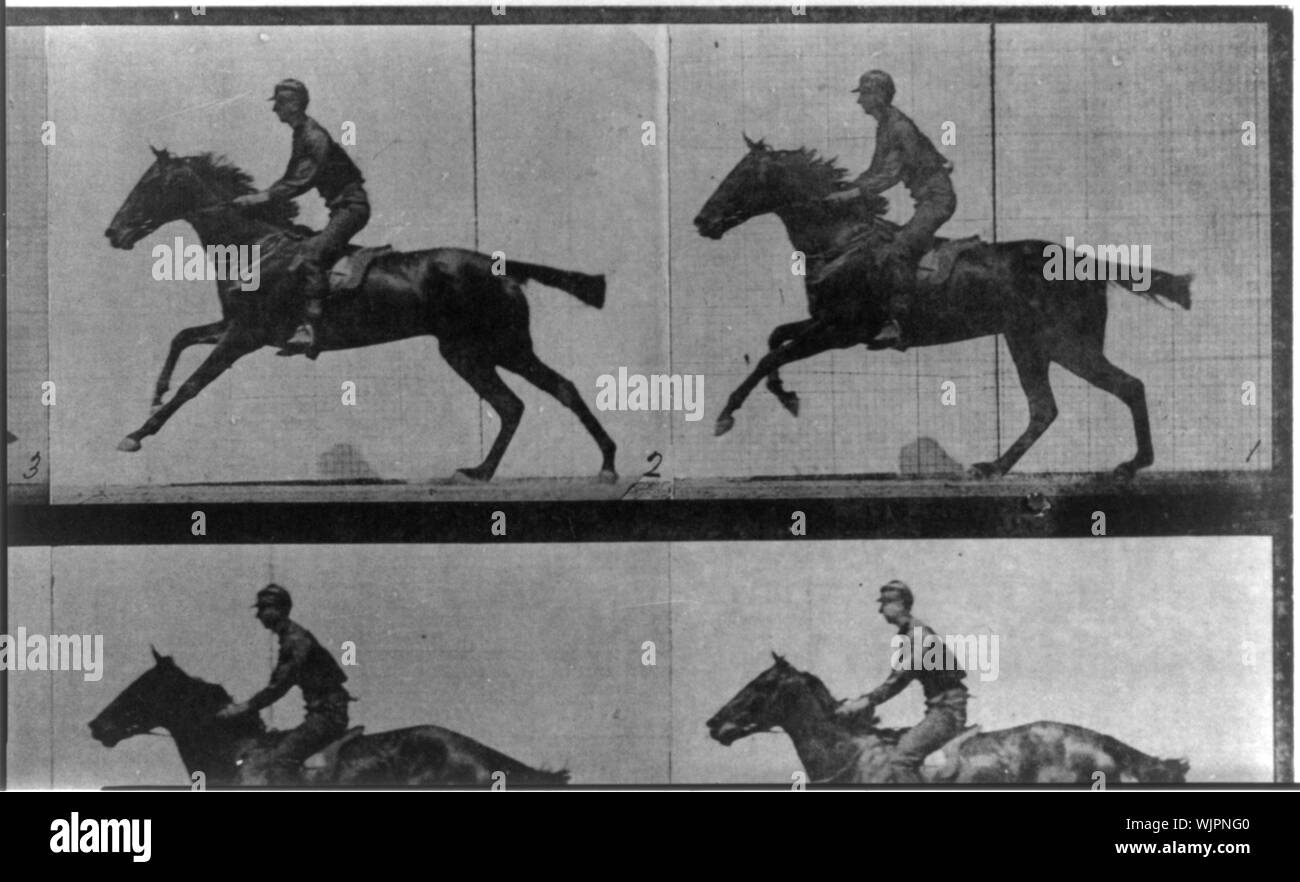 Horse in motion, au galop Banque D'Images