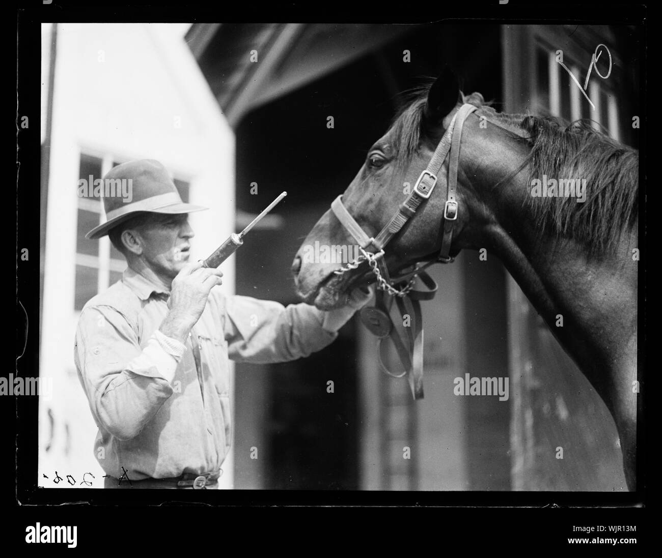 Chevaux Banque D'Images