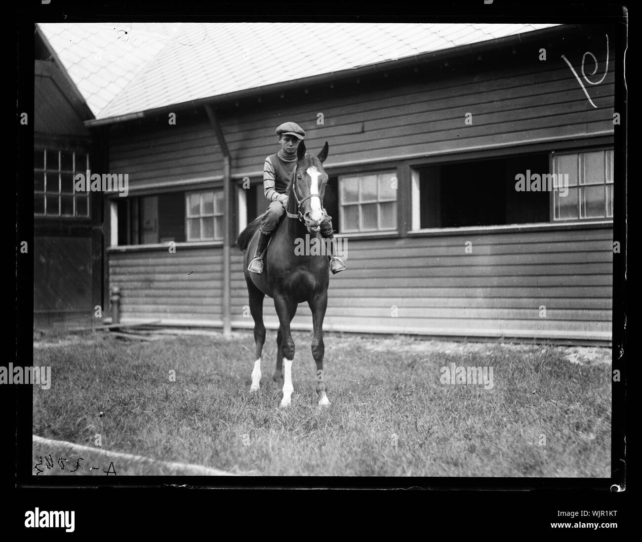 Chevaux Banque D'Images