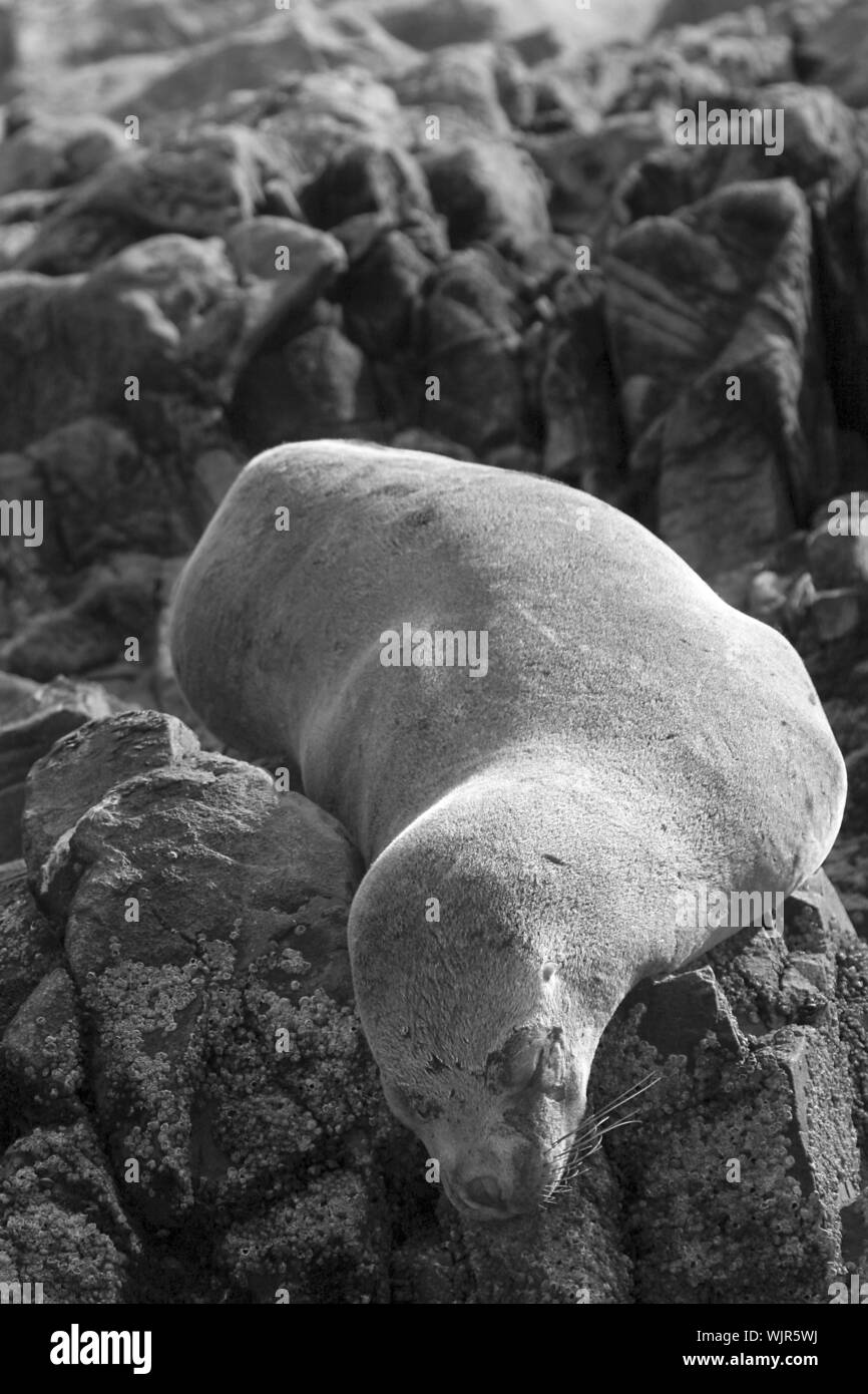 L'Amérique du Sud (Arctocephalus australis) reposant sur les rochers Banque D'Images