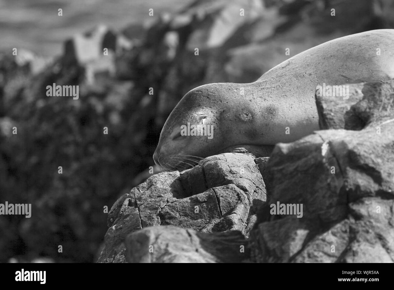 L'Amérique du Sud (Arctocephalus australis) reposant sur les rochers Banque D'Images
