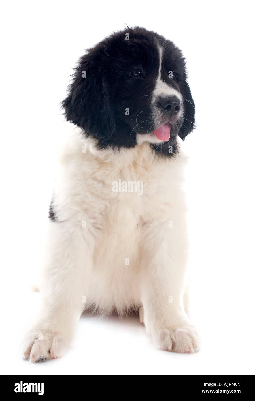 Chiot de race landseer in front of white background Banque D'Images