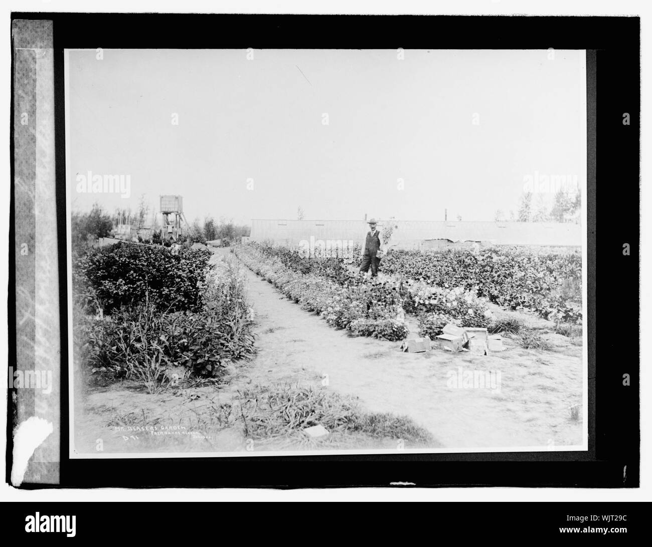 Hothouse Garden, Alaska Banque D'Images