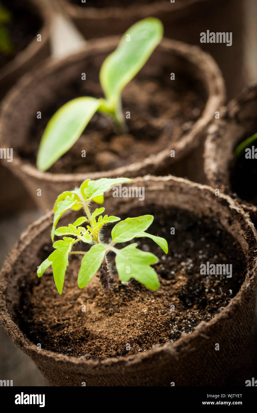 Les semis en pot de tourbe de mousse de plus en plus biodégradable pots close up Banque D'Images