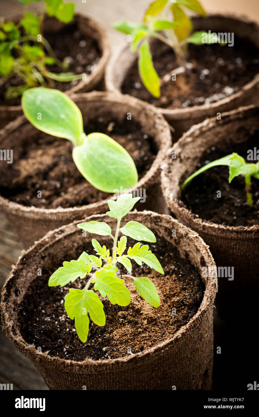 Les semis en pot de tourbe de mousse de plus en plus biodégradable pots close up Banque D'Images