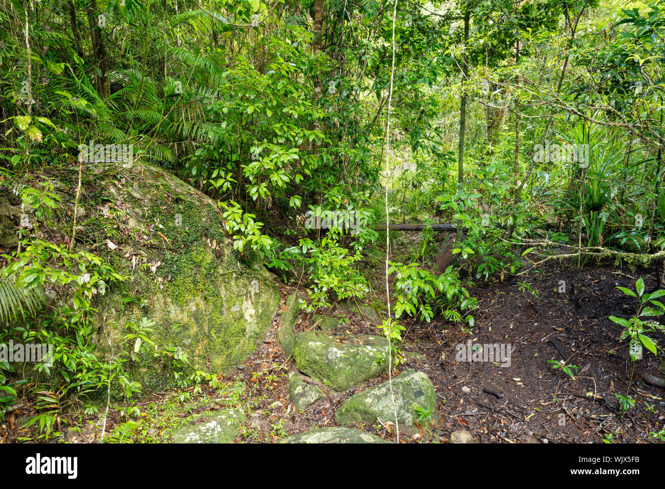 Mossman, Queensland, Australie. Petit ruisseau à sec lit dans la luxuriante forêt tropicale humide de Mossman Gorge à Mossman en Far North Queensland tropical. Banque D'Images