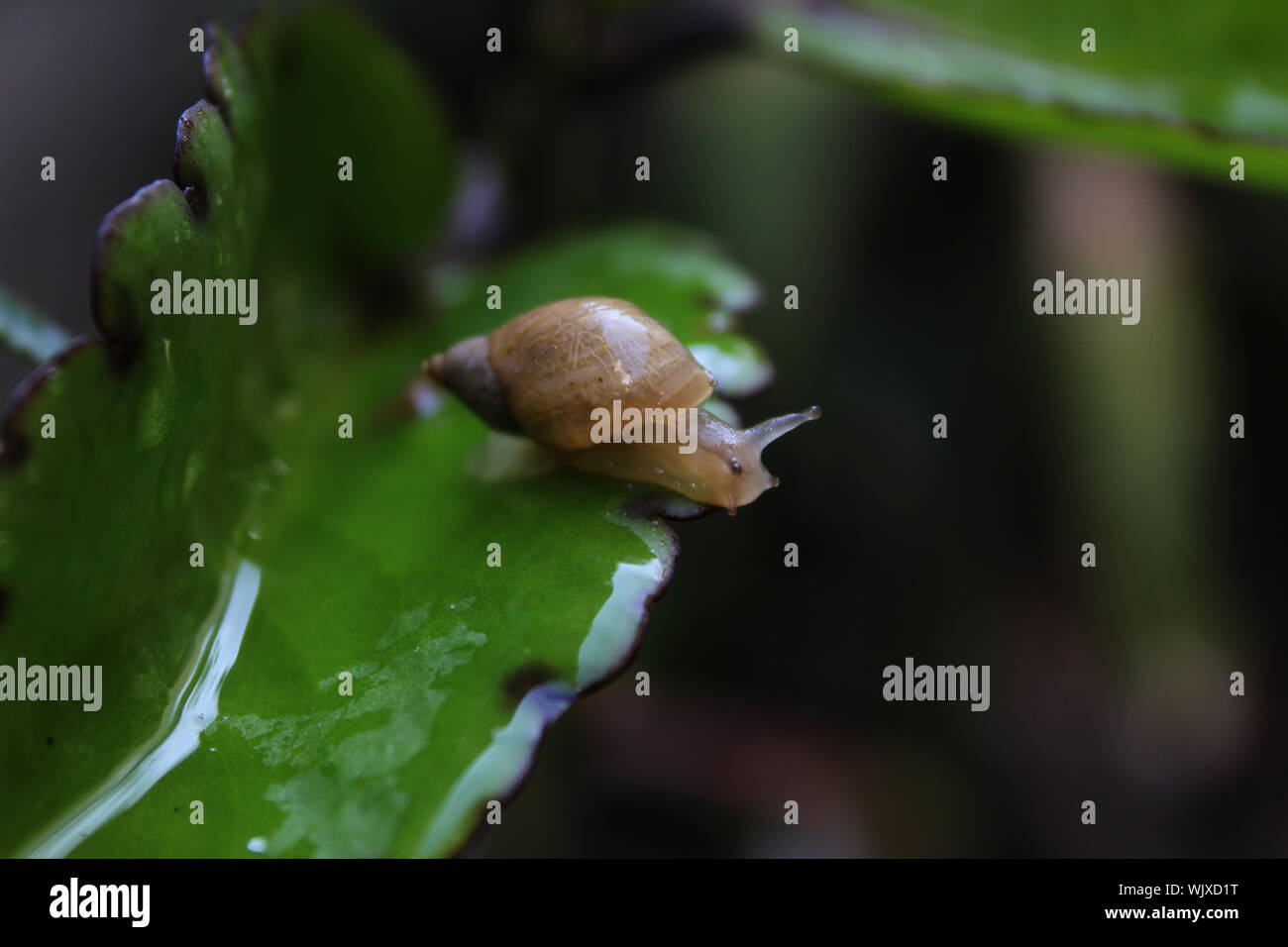 insectes Banque D'Images