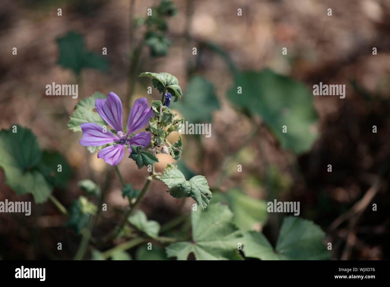 Close-up de Malva pusilla plante. Banque D'Images