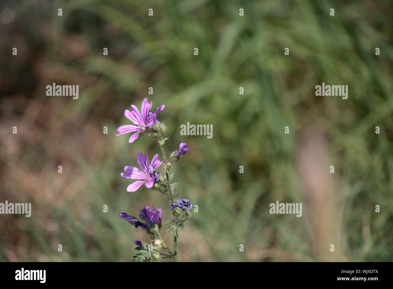 Close-up de Malva pusilla plante. Banque D'Images