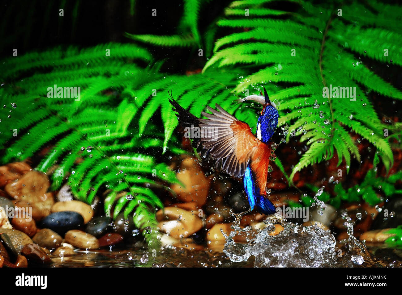 Blue-eared Kingfisher (Alcedo meninting) C'est mâle bleu-eared Kingfisher. En prenant de Ranong en Thaïlande pendant qu'il est prise de poissons de sm Banque D'Images