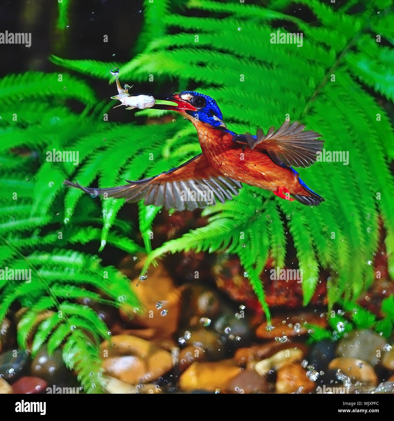 La capture du poisson, parfait mâle bleu-eared Kingfisher (Alcedo meninting) en action Banque D'Images