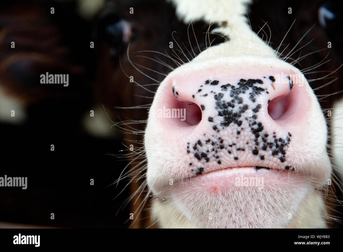 Close up of a Cow Banque D'Images