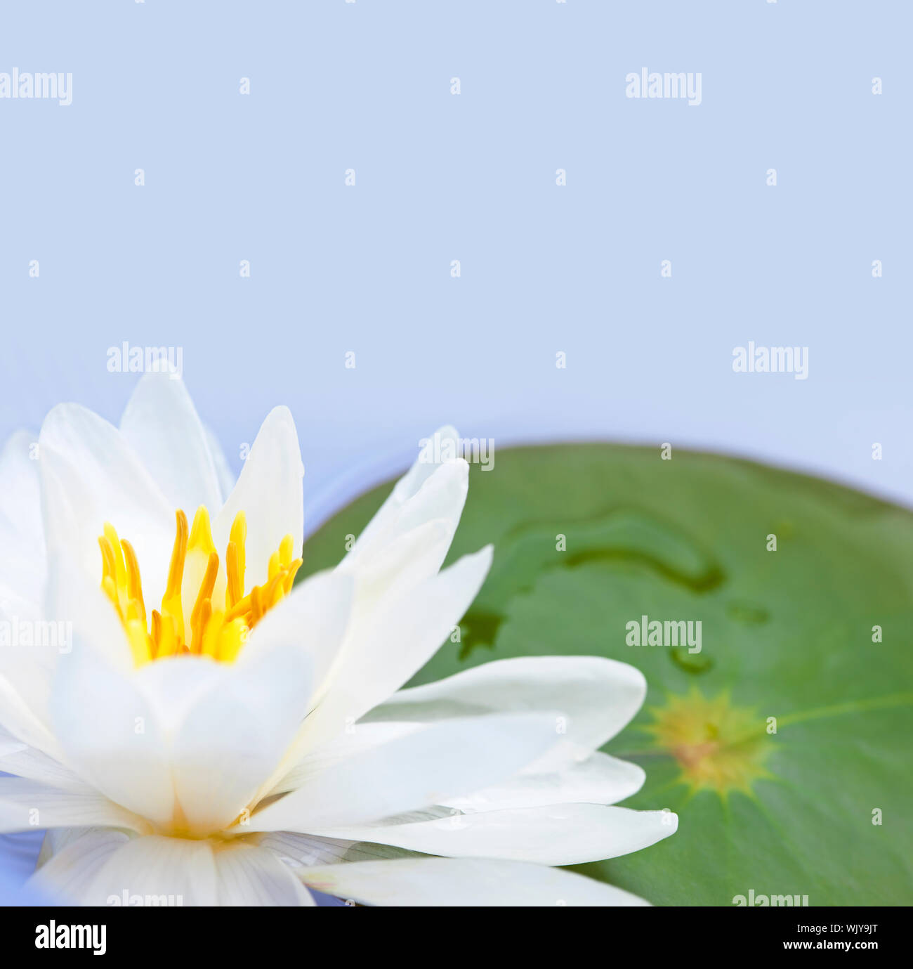 Fleur de lotus blanc ou de l'eau lily floating with copy space Banque D'Images