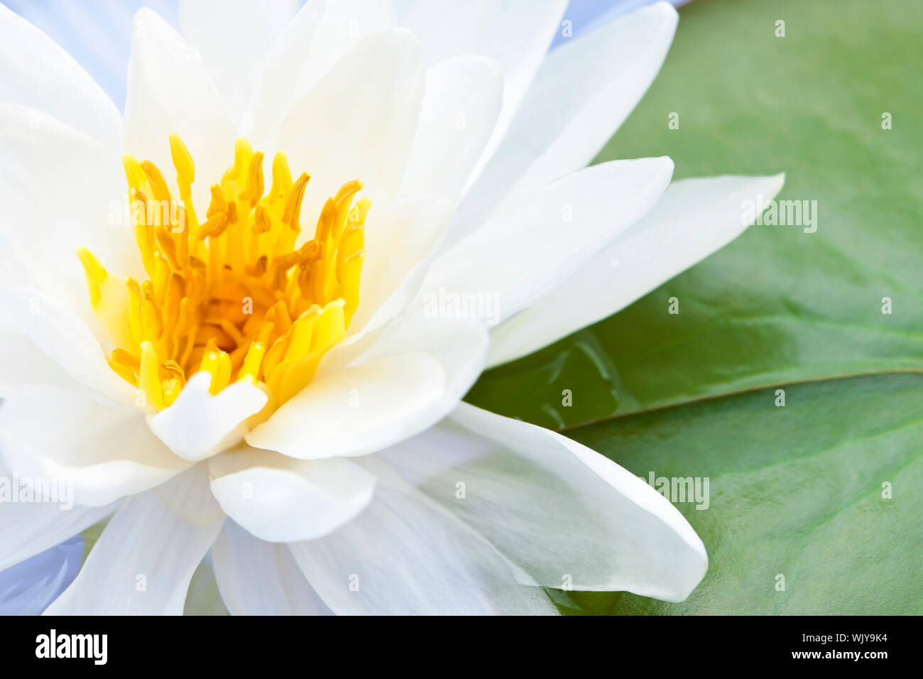 Fleur de lotus blanc ou de l'eau flottant lily Banque D'Images