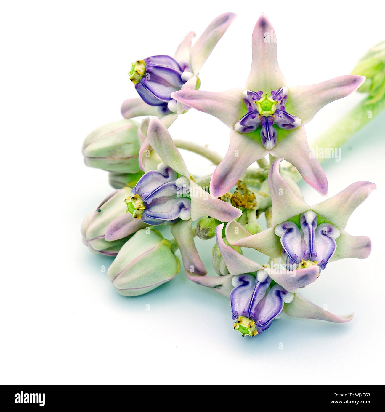 Couleurs blanc et violet fleur, fleur de la Couronne, l'Asclépiade, Indien géant Swallowwort gigantesque (calotropis gigantea) isolé sur fond blanc Banque D'Images