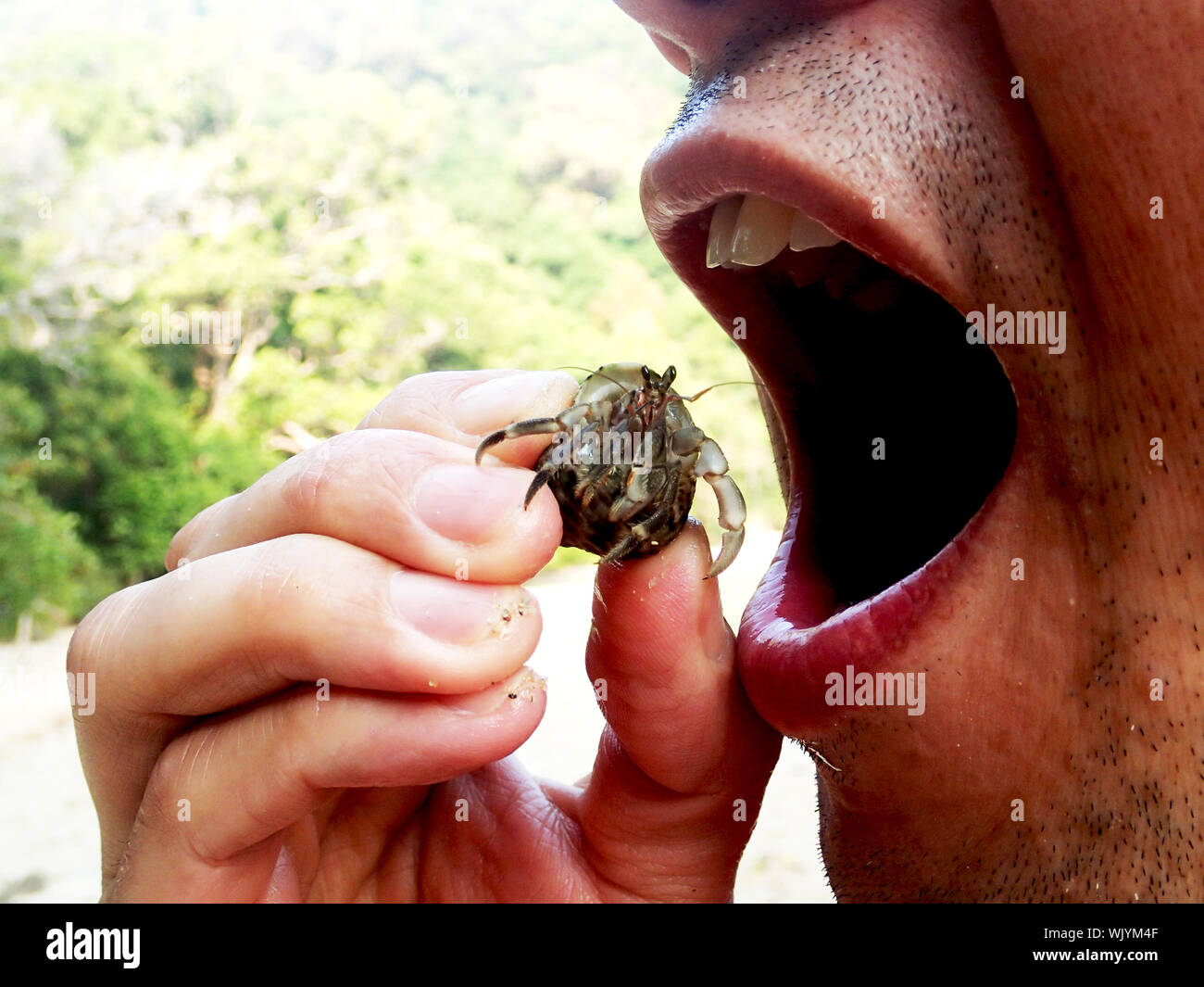 Crabe manger du crabe Banque de photographies et d’images à haute — free download