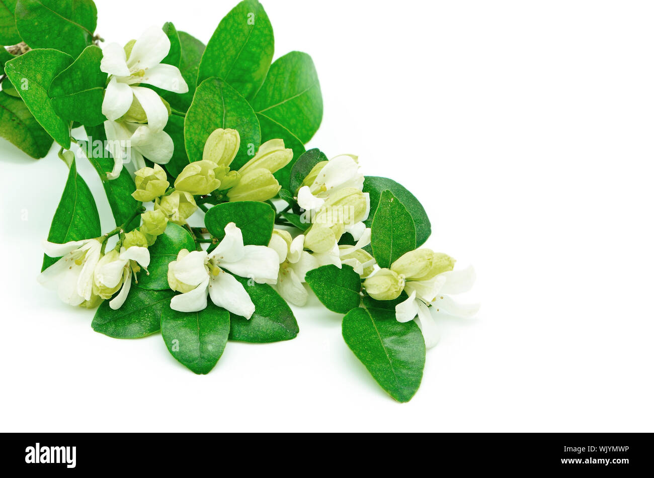 Fleur blanche, Orang Jessamine (Murraya paniculata) ou la Chine Fort Arbre, citronnier, Andaman isolé sur fond blanc Banque D'Images