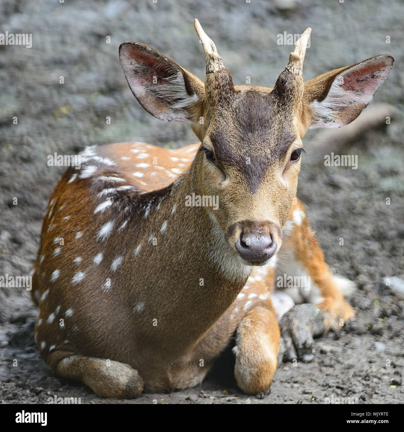 Mâle juvénile spotted deer ou Axis (Cervus axe) Banque D'Images Mâle juvénile spotted deer ou Axis (Cervus axe) Banque D'Images