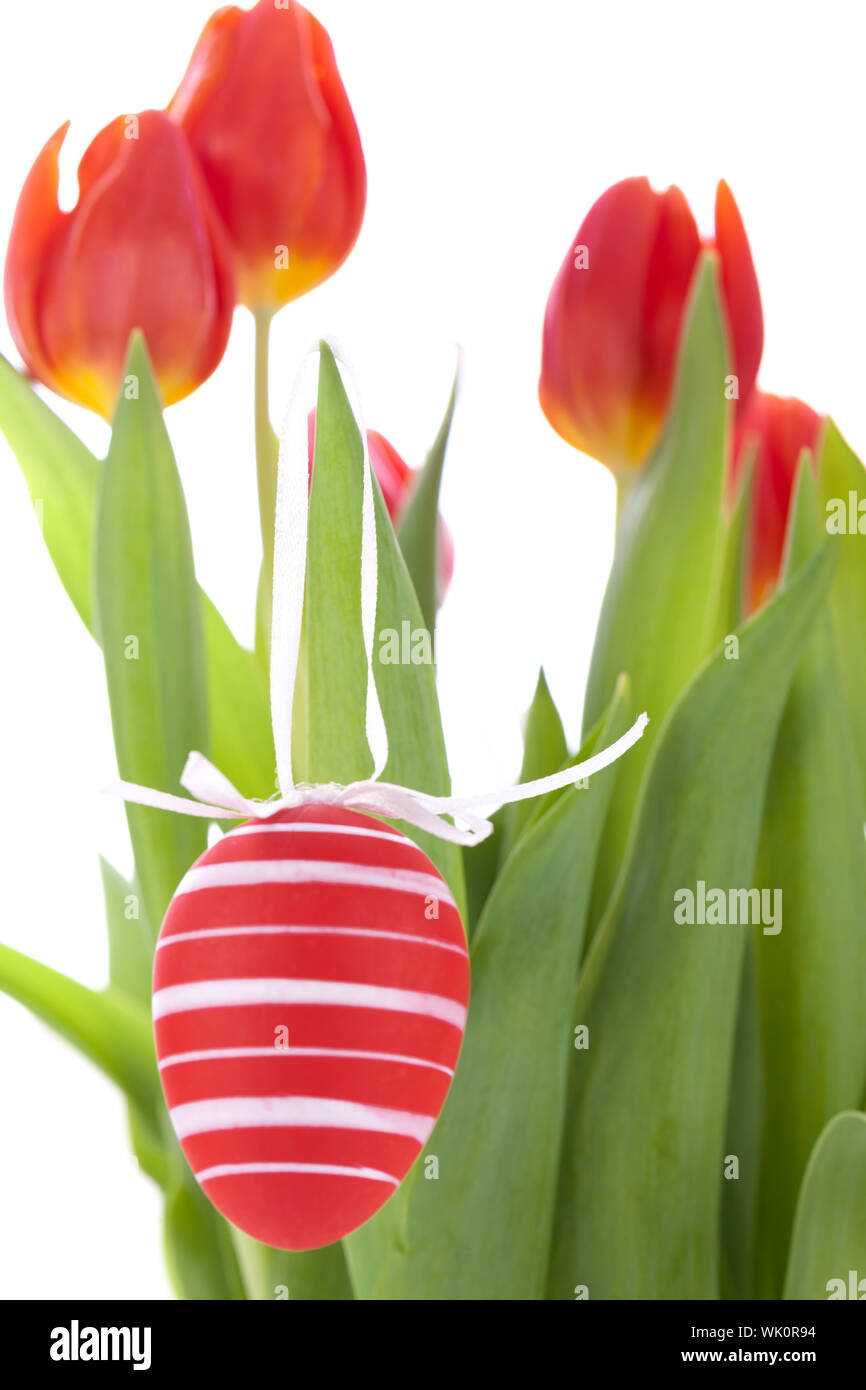 Rouge coloré encore Pâques avec la vie de source fraîche et délicate tulipes peintes à la traditionnelle des oeufs de Pâques disposés sur un fond blanc avec copyspac Banque D'Images